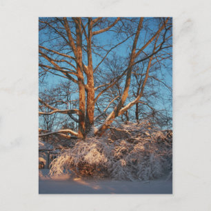 Sonnenaufgang, Schnee und Sycamore Postkarte