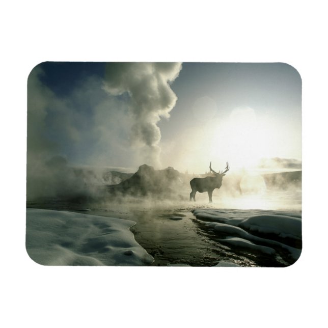 Sonnenaufgang Silhouette Elk am Burg Geyser Magnet (Horizontal)