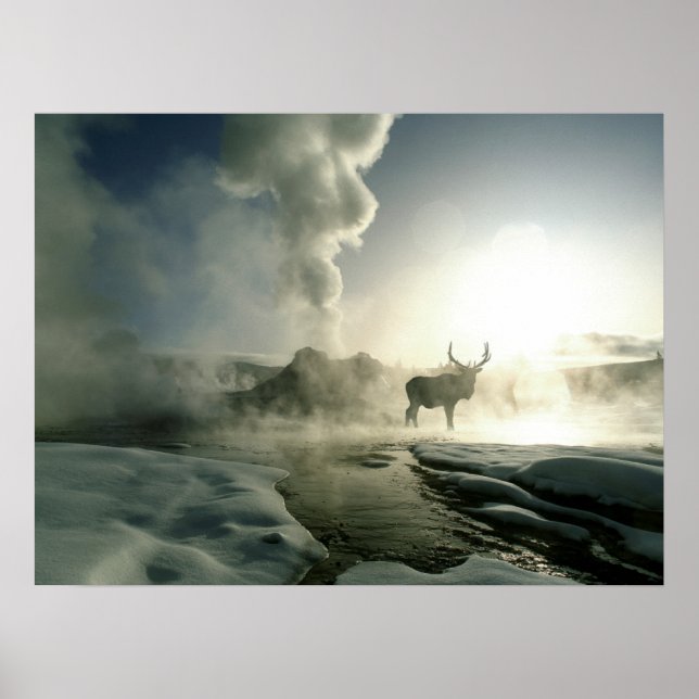 Sonnenaufgang Silhouette Elk am Burg Geyser Poster (Vorne)