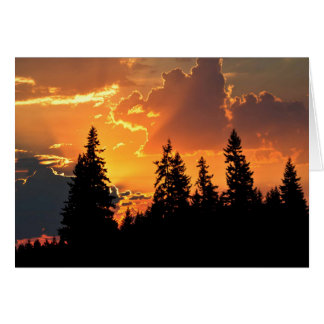 Sonnenaufgang über Douglas Fir Trees