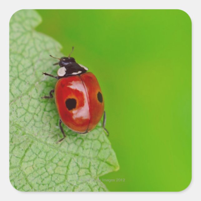 Sonnenaufgang über einem winzigen Ladybird Quadratischer Aufkleber (Vorderseite)