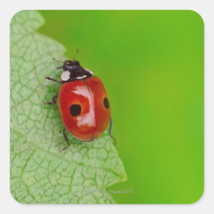 Sonnenaufgang über einem winzigen Ladybird Quadratischer Aufkleber