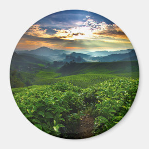 Sonnenaufgang über Tee-Bauernhof Magnet