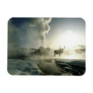 Sonnenaufgangs-Silhouette eines Elchs am Castle Ge Magnet