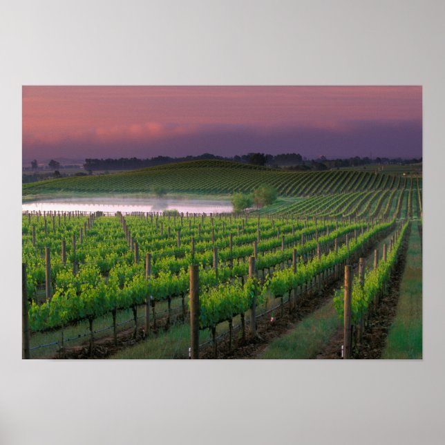 Sonnenaufgangsfarbe im Nebel hinten Poster (Vorne)