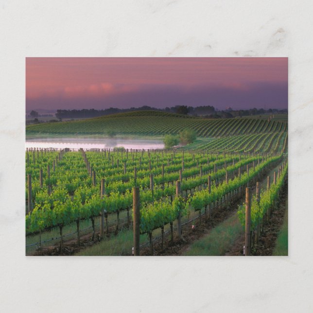 Sonnenaufgangsfarbe im Nebel hinten Postkarte (Vorderseite)