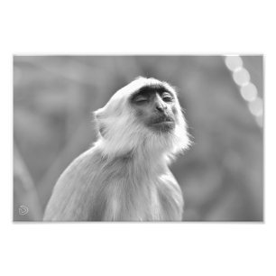 Sonnenbad Gray Langur Affe - Foto drucken