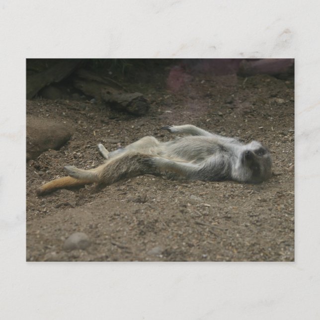Sonnenbad Meerkat Postkarte (Vorderseite)