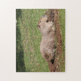 Sonnenbaden Capybara Puzzle