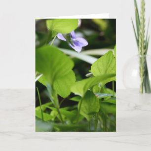 Sonnenbaden ? - Wilde Violetten - Blumenfotografie Karte
