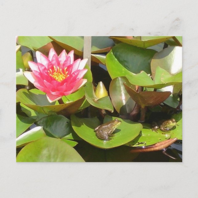 Sonnenbäder Postkarte (Vorderseite)