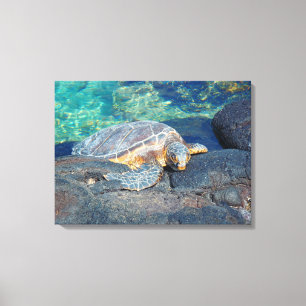 Sonnenbadeschildkröte Kiholo Bay Hawaii Leinwand
