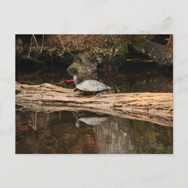 Sonnenbadeschildkröte Postkarte (Vorderseite)