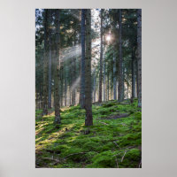 Sonnenbänke im Schwarzwald