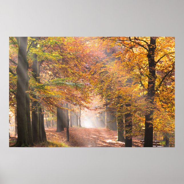 Sonnenbänke in einem Herbstposter Poster (Vorne)