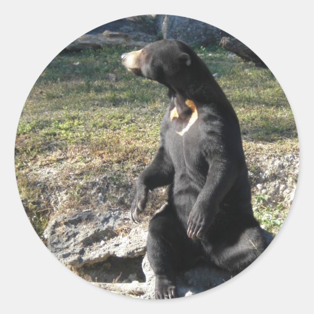 Sonnenbär im Zoo Runder Aufkleber (Vorderseite)