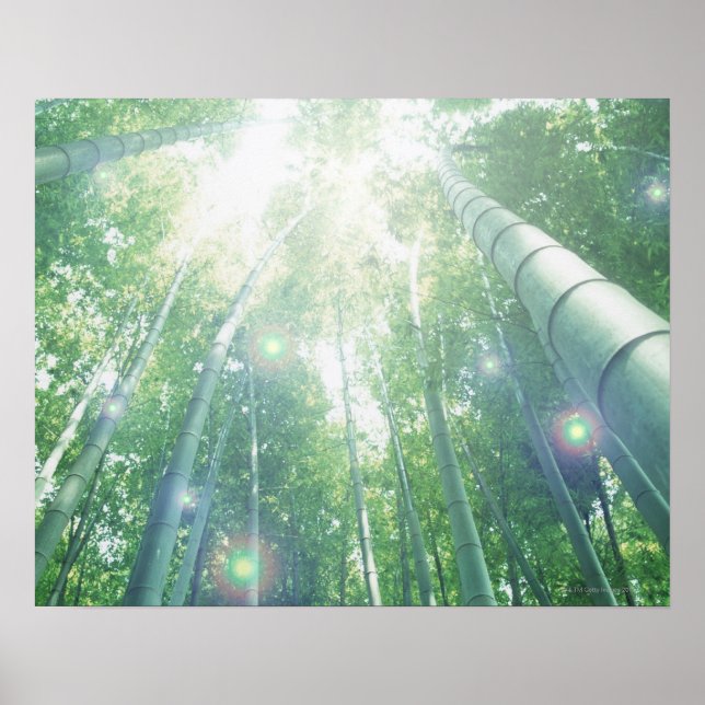 Sonnenbäume, die durch Bambusse strahlen Poster (Vorne)