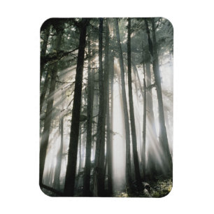 Sonnenbäume, die durch Bäume strömen, Mount Rai Magnet