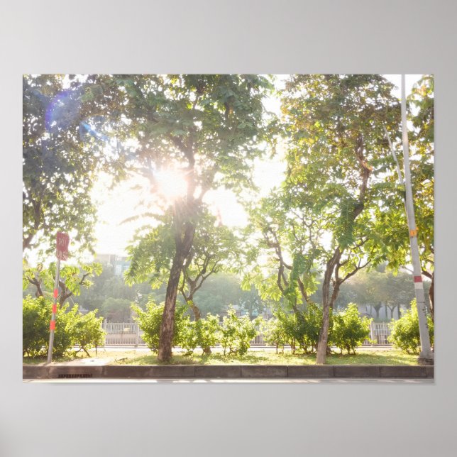 Sonnenbäume Poster (Vorne)