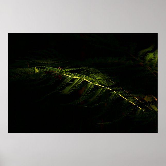 Sonnenbeleuchtete Waldfarne (6167) Poster (Vorne)