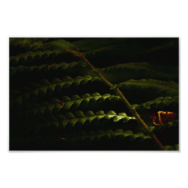 Sonnenbeleuchtete Waldfarne (6174) Fotodruck (Vorne)