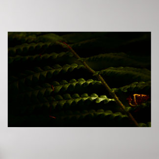 Sonnenbeleuchtete Waldfarne (6174) Poster