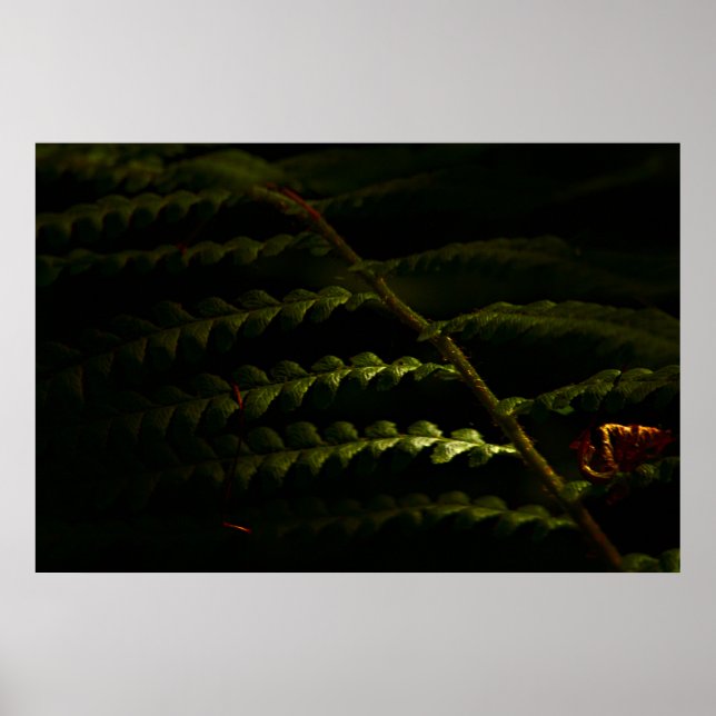Sonnenbeleuchtete Waldfarne (6174) Poster (Vorne)