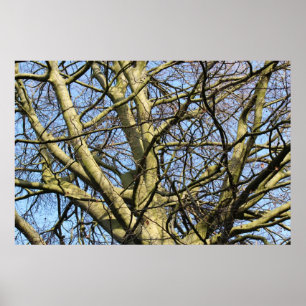 Sonnenbeleuchtete Winterzweige Poster
