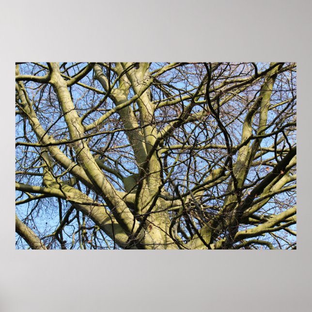 Sonnenbeleuchtete Winterzweige Poster (Vorne)
