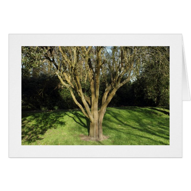 Sonnenbeleuchteter Baum (grenzt) (Vorderseite (Horizontal))
