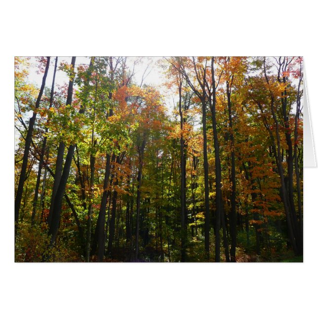Sonnenbeleuchteter Herbstwald Herbstlandschaft (Vorderseite (Horizontal))