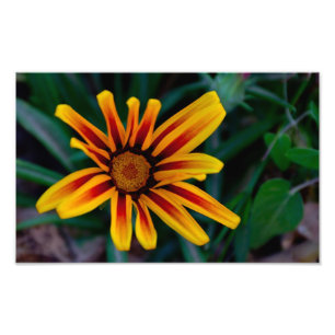 Sonnenbeschienene Schatzblume Botanisches Foto