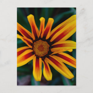 Sonnenbeschienene Schatzblume Botanisches Foto Postkarte