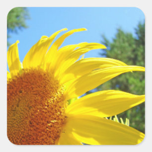 Sonnenbeschienene Sonnenblumen-Aufkleber Siegel Pe Quadratischer Aufkleber