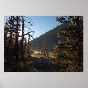 Sonnenbeschienene vereiste Kiefern am Dream Lake Poster