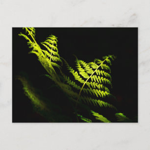 Sonnenbeschienene Waldfarne (6203) Postkarte