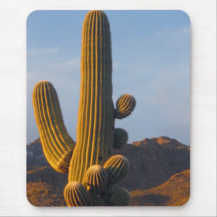 Sonnenbeschienener Saguaro-Kaktus - Mauspad