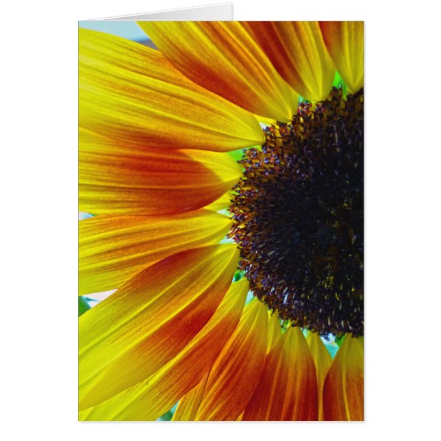 Sonnenblume (Vorne)