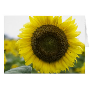 Sonnenblume