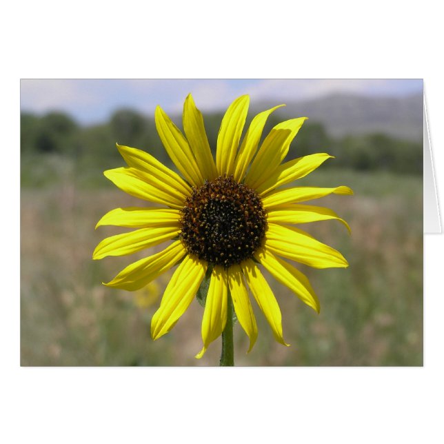 Sonnenblume (Vorderseite (Horizontal))