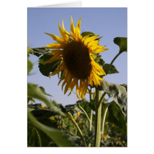 Sonnenblume