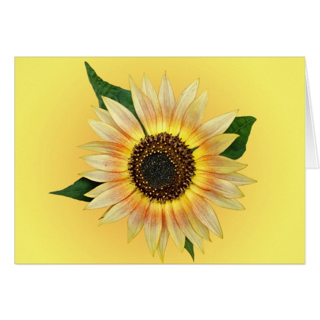 Sonnenblume (Vorderseite (Horizontal))