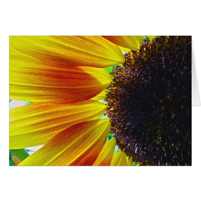Sonnenblume (Vorderseite (Horizontal))