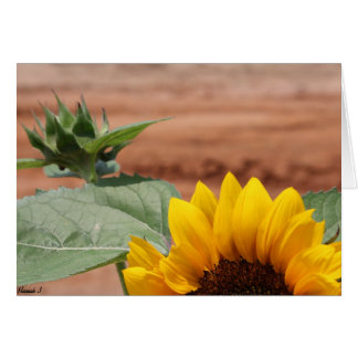 Sonnenblume