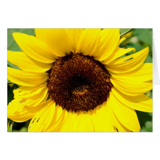 Sonnenblume (Vorderseite (Horizontal))