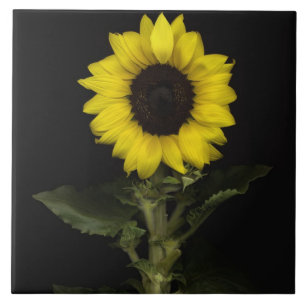 Sonnenblume 11 fliese