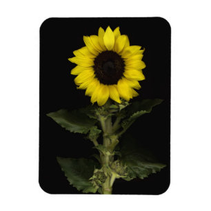 Sonnenblume 11 magnet