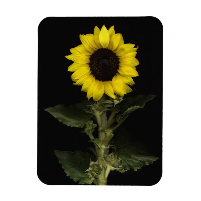 Sonnenblume 11 magnet (Vertikal)