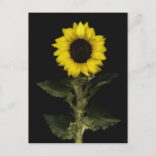 Sonnenblume 11 postkarte