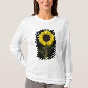 Sonnenblume 11 T-Shirt